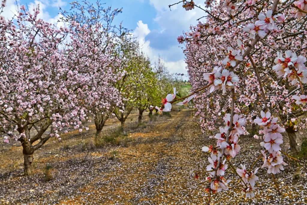 floracion almendros